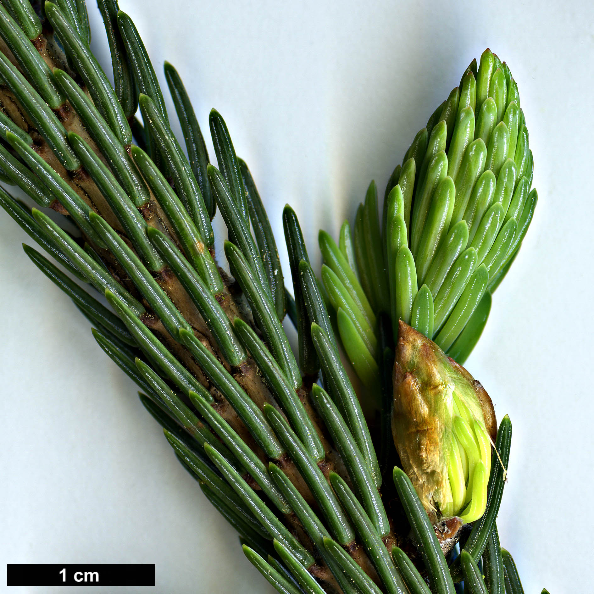 High resolution image: Family: Pinaceae - Genus: Picea - Taxon: likiangensis - SpeciesSub: var. rubescens